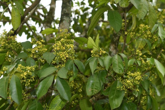 圖為廣西割舌樹。(廣西壯族自治區(qū)中醫(yī)藥研究院供圖)