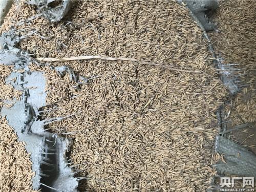 萬寶收儲庫點(diǎn)的部分省級儲備糧已經(jīng)發(fā)黑霉變