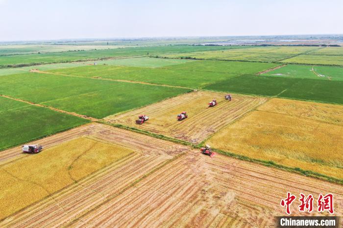 圖為在南昌縣大田農(nóng)社，收割機(jī)正在收割早稻。　劉力鑫 攝