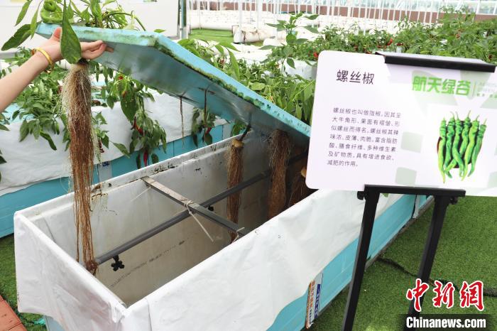 圖為在南昌市紅谷灘區(qū)元宇宙·VR數(shù)字農(nóng)業(yè)示范基地氣霧培養(yǎng)車間里，螺絲椒長勢良好。　熊錦陽 攝